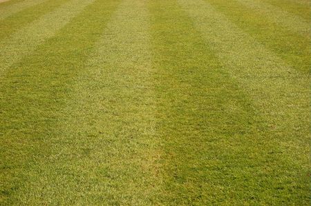 Fresh green grass. Great texture.の写真素材