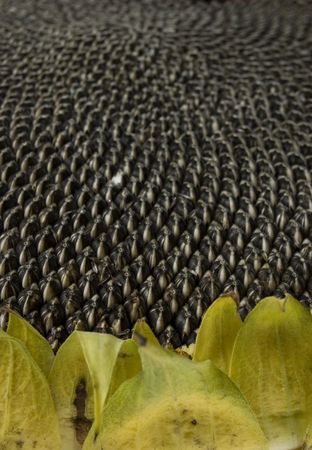 Sunflower with seeds close up photoの写真素材