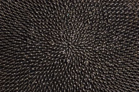 Sunflower with seeds close up photoの写真素材