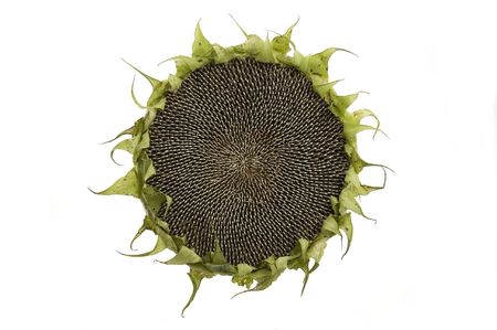 Sunflower with seeds isolated on white backgroundの写真素材
