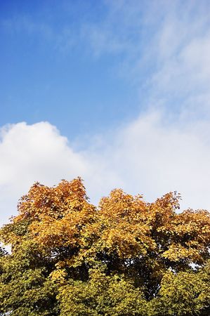 Autumn green and yellow tree over blue skyの写真素材