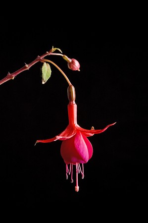 red flower over black backgroundの写真素材