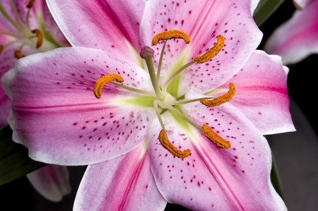 Beautiful pink lilly over black backgroundの写真素材