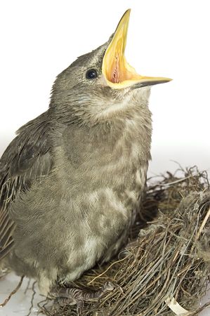 This little starling fell out the nest.の写真素材