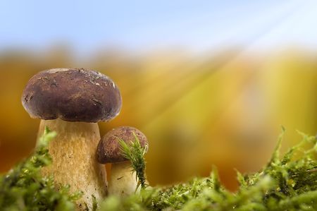 Two little mushrooms in moss over autumn landscape.の写真素材