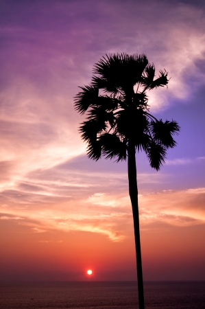 Sunset with palm. Ko Pukhet island, Thailandの写真素材