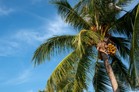 Close up of coconut palm over blue skyの写真素材
