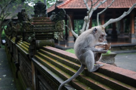 Padangtegal Monkey Forest, Wenara Wana, sacred sanctuary and touristic destination in Ubud, Bali, Indonesiaの写真素材