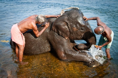 Trainers bathing elephants from the sanctuary colse it Ernakulam Kerala South India. It39s a popular tourist attraction in the area.のeditorial素材