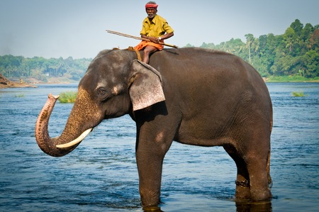 Trainers bathing elephants from the sanctuary colse it Ernakulam Kerala South India. It39s a popular tourist attraction in the area.のeditorial素材