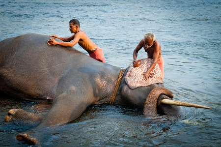 Trainers bathing elephants from the sanctuary colse it Ernakulam Kerala South India. It39s a popular tourist attraction in the area.のeditorial素材