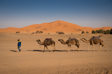 Berber man leading camel caravan, Hassilabied, Sahara Desert, Moroccoの写真素材
