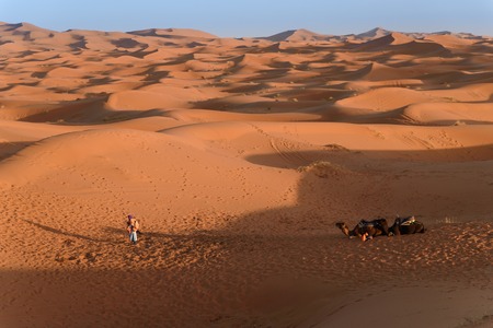 Camels at the sand dunes in the Sahara Desert, Erg Chebbi, Merzouga, Moroccoの写真素材