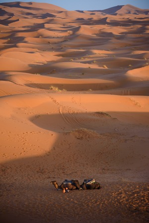 Camels at the sand dunes in the Sahara Desert, Erg Chebbi, Merzouga, Moroccoの写真素材