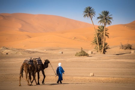 Berber man leading camel caravan, Hassilabied, Sahara Desert, Moroccoの写真素材