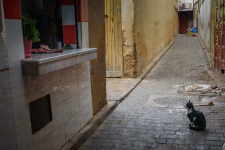 Cat waiting for some food on traditional Moroccan market (souk) in Fez, Moroccoの写真素材