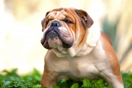 English Bulldogの写真素材