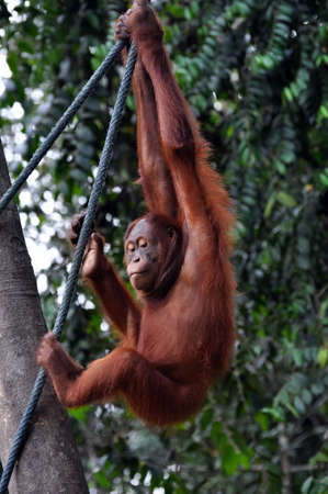 Orangutan female climbing up the rope.の写真素材