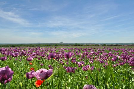 Beautiful poppy field during the summer day.の写真素材