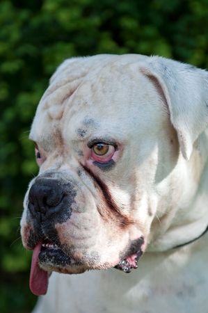 White boxer, picture taken during the sunny day.の写真素材