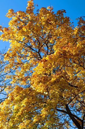 Tree during the autumn time, sunny weather.の写真素材