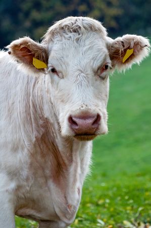 Cow on the field during the daytime.の写真素材