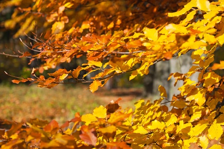 Tree during the autumn time, sunny weather.