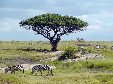 Zebras in Serengeti, Tanzania, Africa. Horizontal shot.        の写真素材