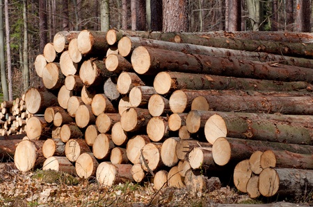 Picture of harvested pine trees during the daytime.