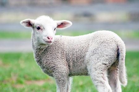 A toy-like lamb, only five days old.