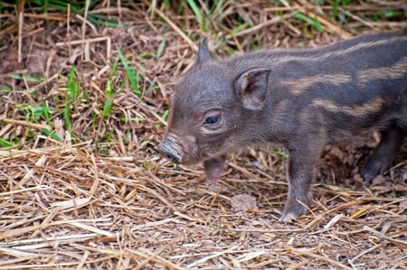 Detail of a beautiful brown piglet in grass.の写真素材