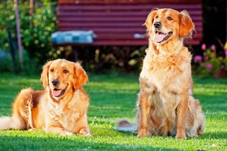 Picture of two Golden Retrievers, horizontal shot.