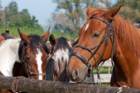 Beautiful horses, picture taken during the daytime.