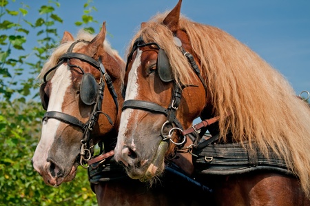 Beautiful horses, picture taken during the daytime.の写真素材