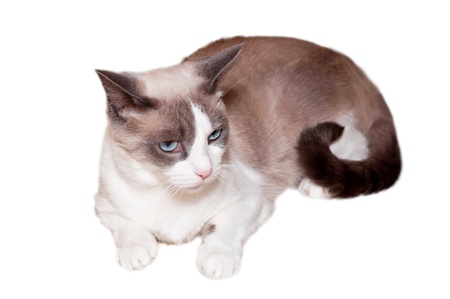 Detailed view of Snowshoe cat, a new breed of cat originating in the USA.の写真素材