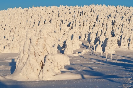 Winter wonderland during the beautiful sunrise.の写真素材