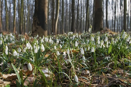Field of a snowdrops during a sunny day.の写真素材