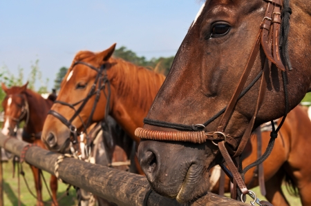Beautiful horses, picture taken during the daytime の写真素材