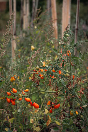 small tomatoes growing in French permaculture gardenの写真素材