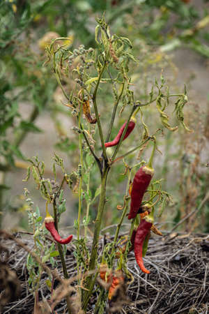 red chilli peppers growing in permaculture gardenの写真素材