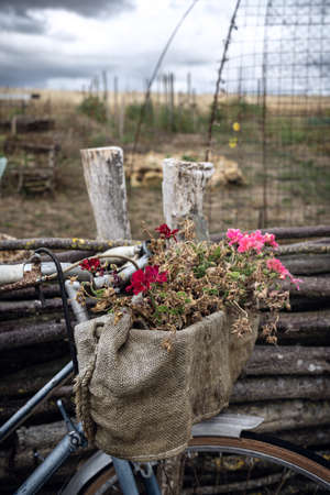 flowers in an old coffee bag hanging on a rusty bicycleの写真素材