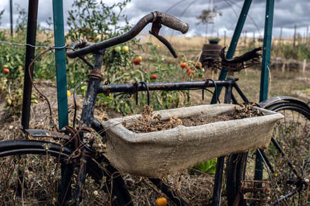 wilted flowers in an old coffee bag hanging on a rusty bicycleの写真素材