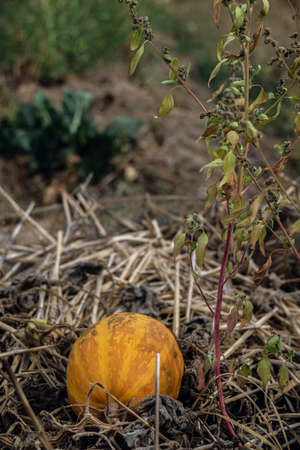 Orange pumpkin in haystack in French permaculture gardenの写真素材