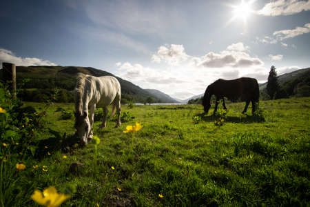 Horses feeding on grass at Loch Voil Scotland on beautiful sunny dayの写真素材
