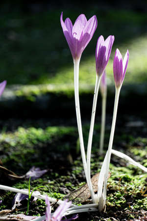 macro photo of colchicaceae plant growing on mossy soilの写真素材