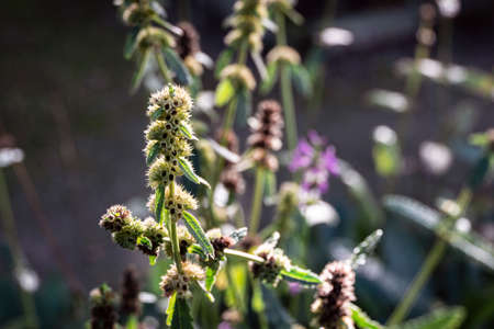 macro shot of Stachys Trevisan plant in herb gardenの写真素材