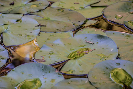 water lilly leafs covering pond with reflection of light in lotus water dropsの写真素材