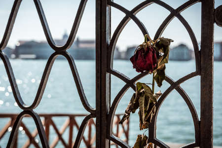 wilted rose hanging on fence at st. michele cemeteryの写真素材
