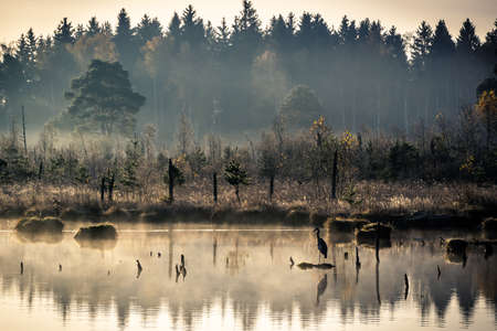 Foggy autumn morning at Schwenninger Moos in black forest in germanyの写真素材