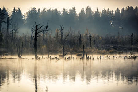 Foggy autumn morning at Schwenninger Moos in black forest in germanyの写真素材